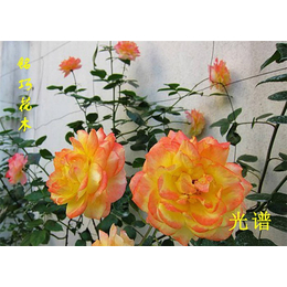 七夕玫瑰花批发、玫瑰花、四川铭巧花木(查看)