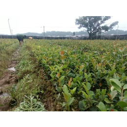 油茶苗批发基地_湘西油茶苗_【新胜油茶】