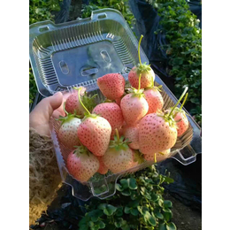 大棚草莓苗|乾纳瑞农业科技公司售|黄山草莓苗