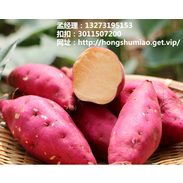 藁城红薯品种 河北辛集高产高淀粉红薯批发