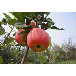 昆明苹果种苗生产|昆明苹果种苗|汇通银河