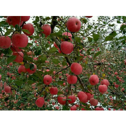 有机洛川苹果*|景盛果业(在线咨询)|有机洛川苹果