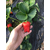 乾纳瑞农业科技优惠价,草莓苗,四季草莓苗缩略图1