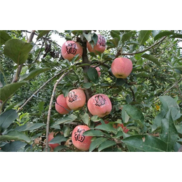 长春苹果苗_信诺为民多种规格_矮化苹果苗品种