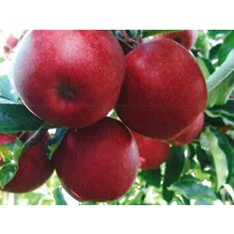 陕西红富士苹果|康霖现代农业|陕西红富士苹果种植