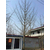 宏松苗木(图)|15cm银杏树价格|银杏树缩略图1