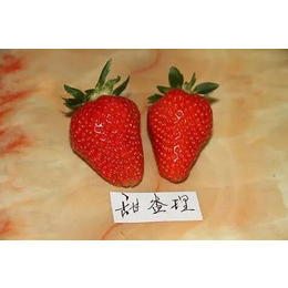 红颜草莓苗批发、伊春草莓苗、乾纳瑞农业科技优惠价