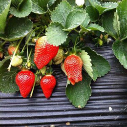 徐州草莓苗、乾纳瑞(在线咨询)、新品种草莓苗批发