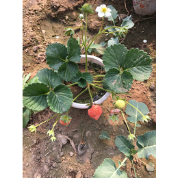 乾纳瑞农业科技欢迎您(图)、妙香3号草莓苗、包头草莓苗