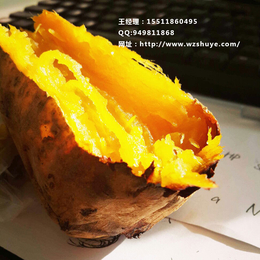 唐山黄皮苏薯8号红薯采购价  湘潭黄皮苏薯8号红薯产地
