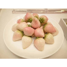 白雪公主草莓苗|池州草莓苗|乾纳瑞农业科技优惠价