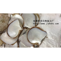 台州贝壳厂家|贝壳|佳禾贝壳表面(查看)
