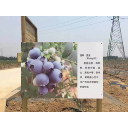 蓝莓苗供应|信诺为民(在线咨询)|南昌蓝莓苗