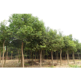 百佳园林绿化(图),10公分香樟树价格,香樟树价格