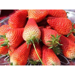 甜查理草莓苗|滨州草莓苗|乾纳瑞农业科技服务好(图)
