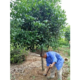 湖北桂花树,利源桂花,湖北桂花树批发基地缩略图