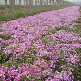 芝樱种苗芝樱种植芝樱养殖芝樱小苗