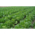 宏鸿农产品集团(图)|蔬菜配送公司|南京蔬菜配送缩略图1