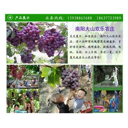 南阳采摘园|大山生态园绿色果园(在线咨询)|葡萄