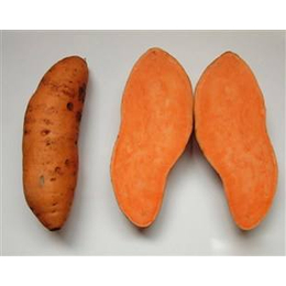 河南郑州龙薯9号红薯品种 烘烤型红薯批发出售