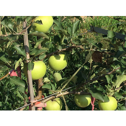 柱状苹果苗|康霖现代农业|苹果