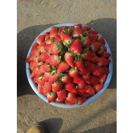 乾纳瑞农业科技公司售、北京草莓苗、甜查理草莓苗