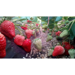 宁玉草莓苗_乾纳瑞(在线咨询)_安徽草莓苗