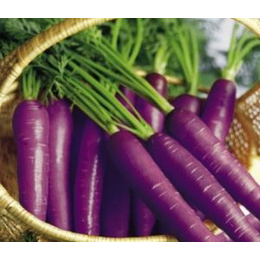 ****进口紫色胡萝卜种子营养价值