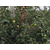 今年红富士苹果好卖吗,康霖现代农业,红富士苹果缩略图1