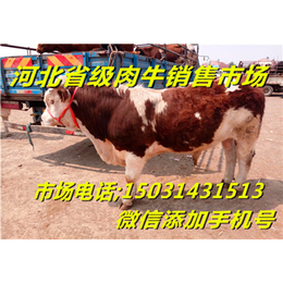 河北省肉牛养殖利润小*价格牛犊价格_供应信息