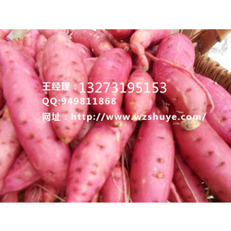 锦州济薯22红薯批发  河北济薯22红薯基地