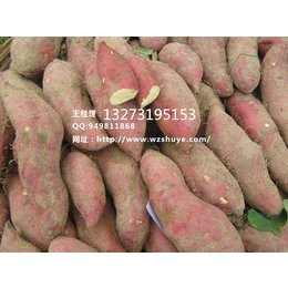 东营西农431红薯采购价   邯郸西农431红薯品种