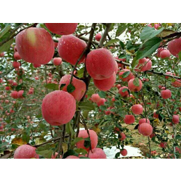 洛川矮化苹果供应商、景盛果业(在线咨询)、洛川矮化苹果