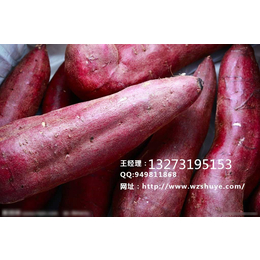 宜昌龙薯9号红薯行情 邯郸 龙薯9号红薯产地