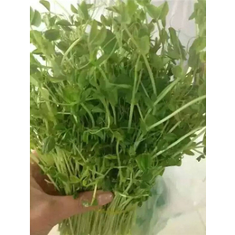 沧州爽舌尖芽苗菜种植|爽舌尖芽苗菜种植价格|中农华丰