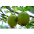 金魁猕猴桃苗、精品果园、猕猴桃苗缩略图1