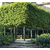 景观造型树设计施工,中峰园林(在线咨询),太原景观造型树缩略图1