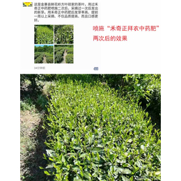 茶叶病害怎么用中药肥防治|中药肥|拜农生物(图)