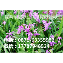 供应批发****三叉紫花* *种苗 种块茎 昆明 贵州 重庆缩略图
