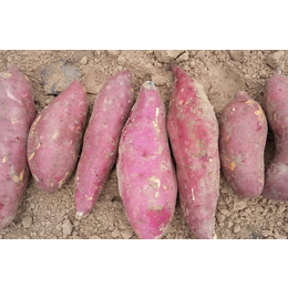 安徽巢湖红薯品种 元氏商薯19红薯批发出售
