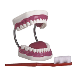 供应牙护理清洁模型 放大五倍