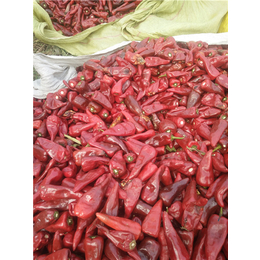 益都红辣椒种子价格、农瑞丰(在线咨询)、龙岩辣椒种子