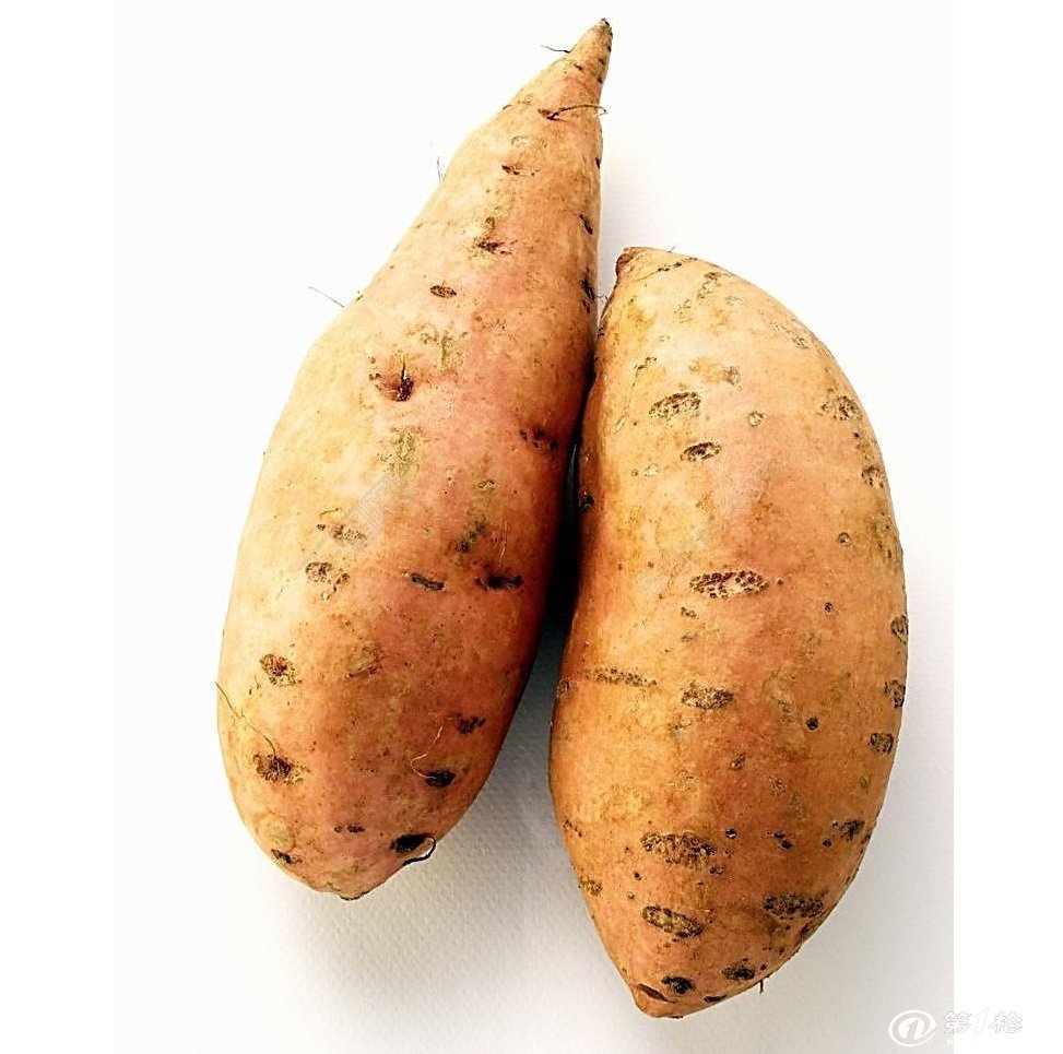 台州济薯21红薯报价行情 优质脱毒红薯批发销售