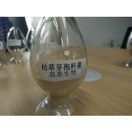 畜牧养殖用益生菌 枯草芽孢菌 益生菌