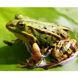 小青蛙养殖技术|非凡青蛙养殖|汉川青蛙养殖