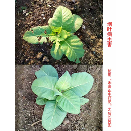 哪种是有机叶面肥|广西叶面肥|拜农生物科技(图)