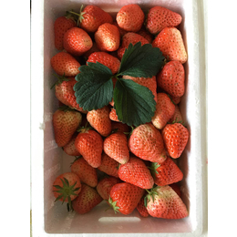 白城草莓苗,乾纳瑞农业科技欢迎您,章姬草莓苗
