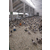 种鸽养殖基地|喀什种鸽|山东中鹏农牧缩略图1
