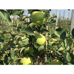 康霖现代农业(图)|红富士苹果团购价|红富士苹果