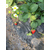草莓苗批发,界首草莓苗,乾纳瑞农业科技好品质缩略图1